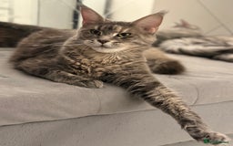 Maine Coon cats for sale: Maine coon female  - Image 2