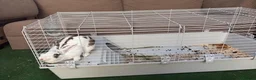 Mixed Breed rabbits for sale: Rabbit  in Portsmouth - Advert 2