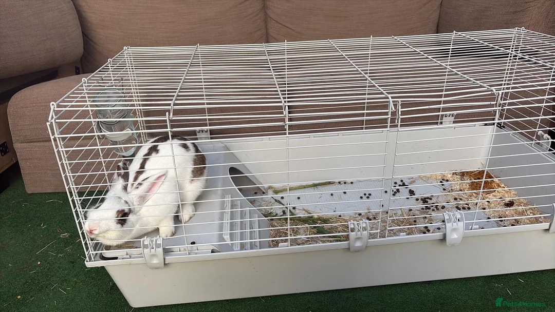 Mixed Breed rabbits for sale: Rabbit  in Portsmouth - Advert 2