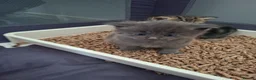 Mixed Breed cats for sale: Grey kitten for sale  - Advert 8