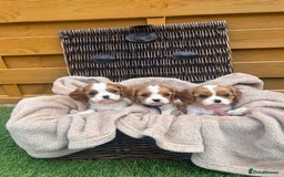 Cavalier King Charles Spaniel dogs for sale: Gorgeous King Charles cavalier puppies - Image 1
