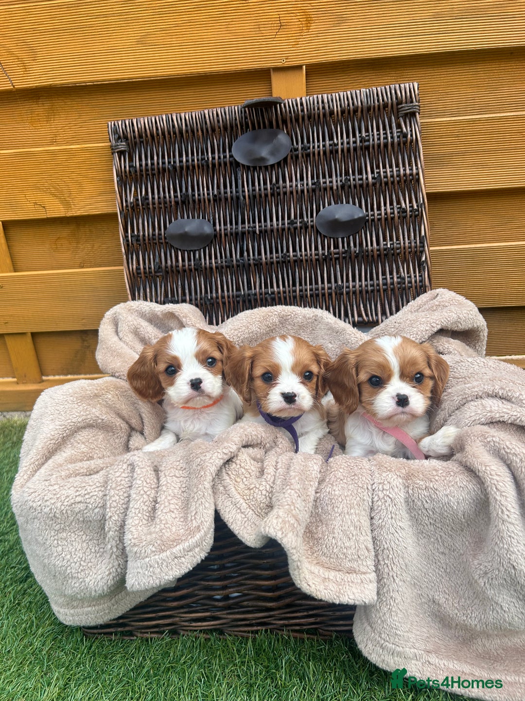 Cavalier King Charles Spaniel dogs for sale: Gorgeous King Charles cavalier puppies - Image 1