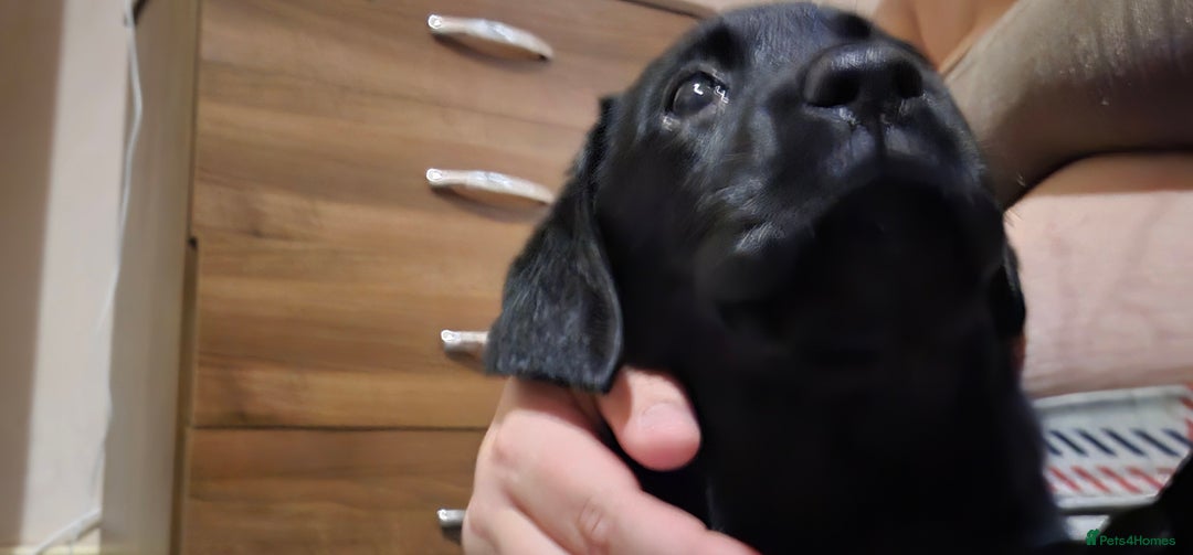 Labrador Retriever dogs for sale: Black female lab pup - Image 4