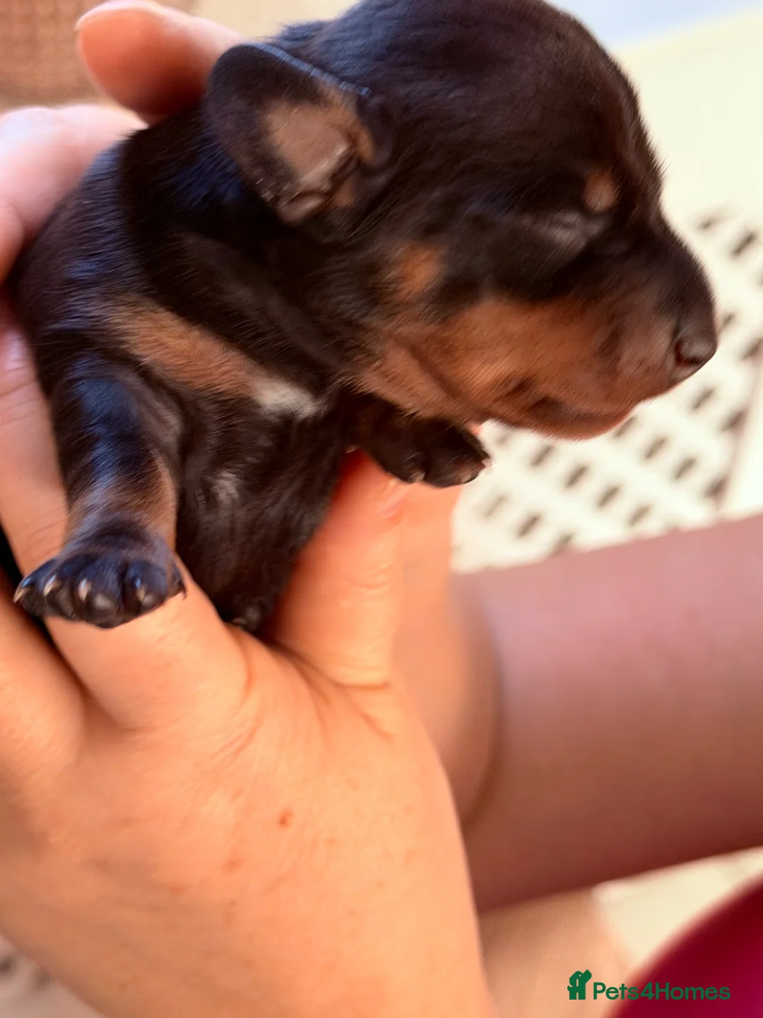 Miniature Dachshund dogs for sale: Black and Tan - Pedigree Miniature Dachshunds - Advert 6