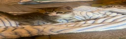 Mixed Breed cats for sale: Beautiful kittens  - Advert 9