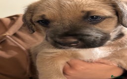Mixed Breed dogs for sale: 3 mixed breed puppies for sale  - Image 3