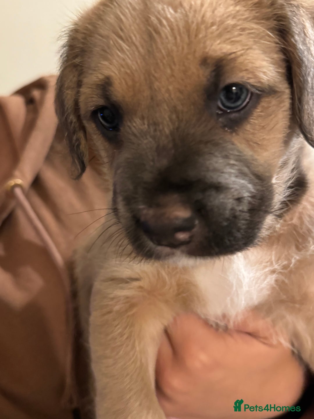 Mixed Breed dogs for sale: 3 mixed breed puppies for sale  - Image 3