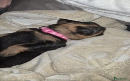 Rottweiler dogs for sale: 4 beautiful rottweiler puppies - Advert 19