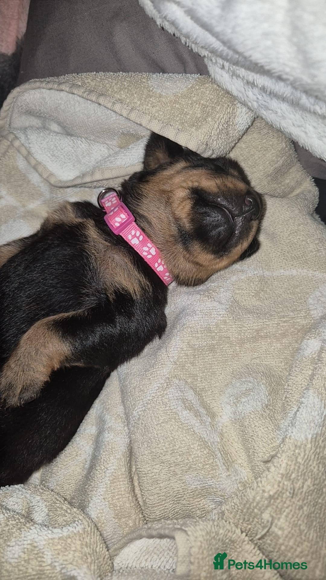 Rottweiler dogs for sale: 4 beautiful rottweiler puppies - Advert 19