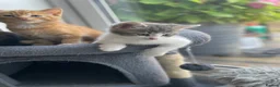 Maine Coon cats for sale: Maine coon crossed kittens for sale - Advert 25