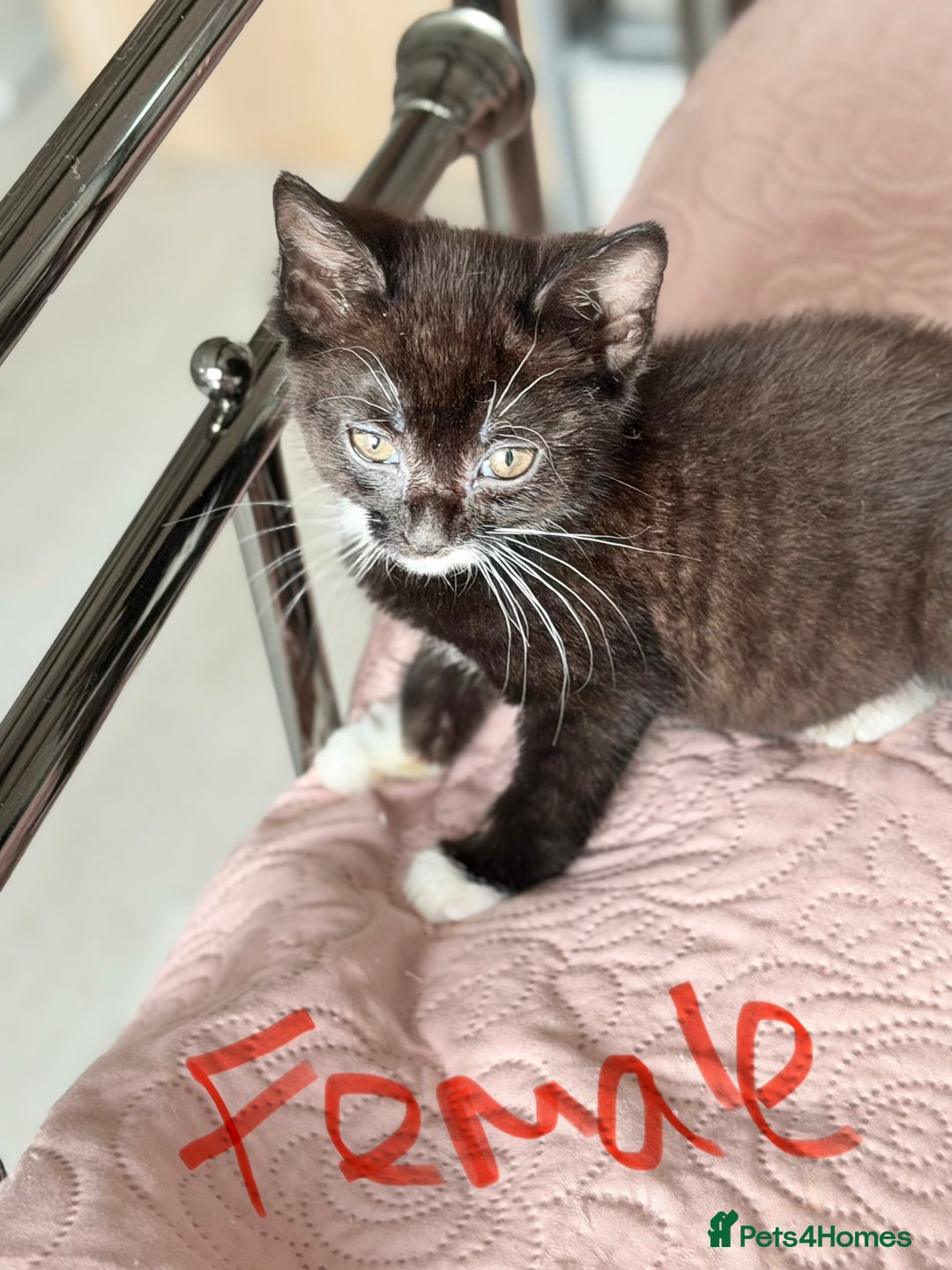 British Shorthair cats for sale: Purr-fect  **  Kittens Ready for new home - Advert 24