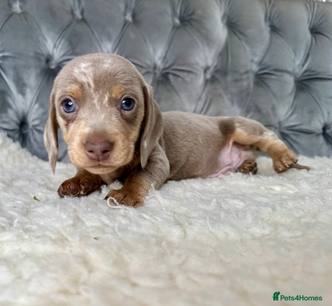 Miniature Dachshund dogs for sale: Miniature Dachshund Puppies ONE LEFT - Image 17