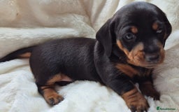 Miniature Dachshund dogs for sale: Stunning Pedigree Miniature Dachshund pups  - Image 13