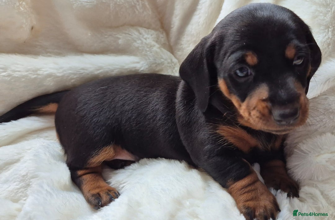 Miniature Dachshund dogs for sale: Stunning Pedigree Miniature Dachshund pups  - Image 13