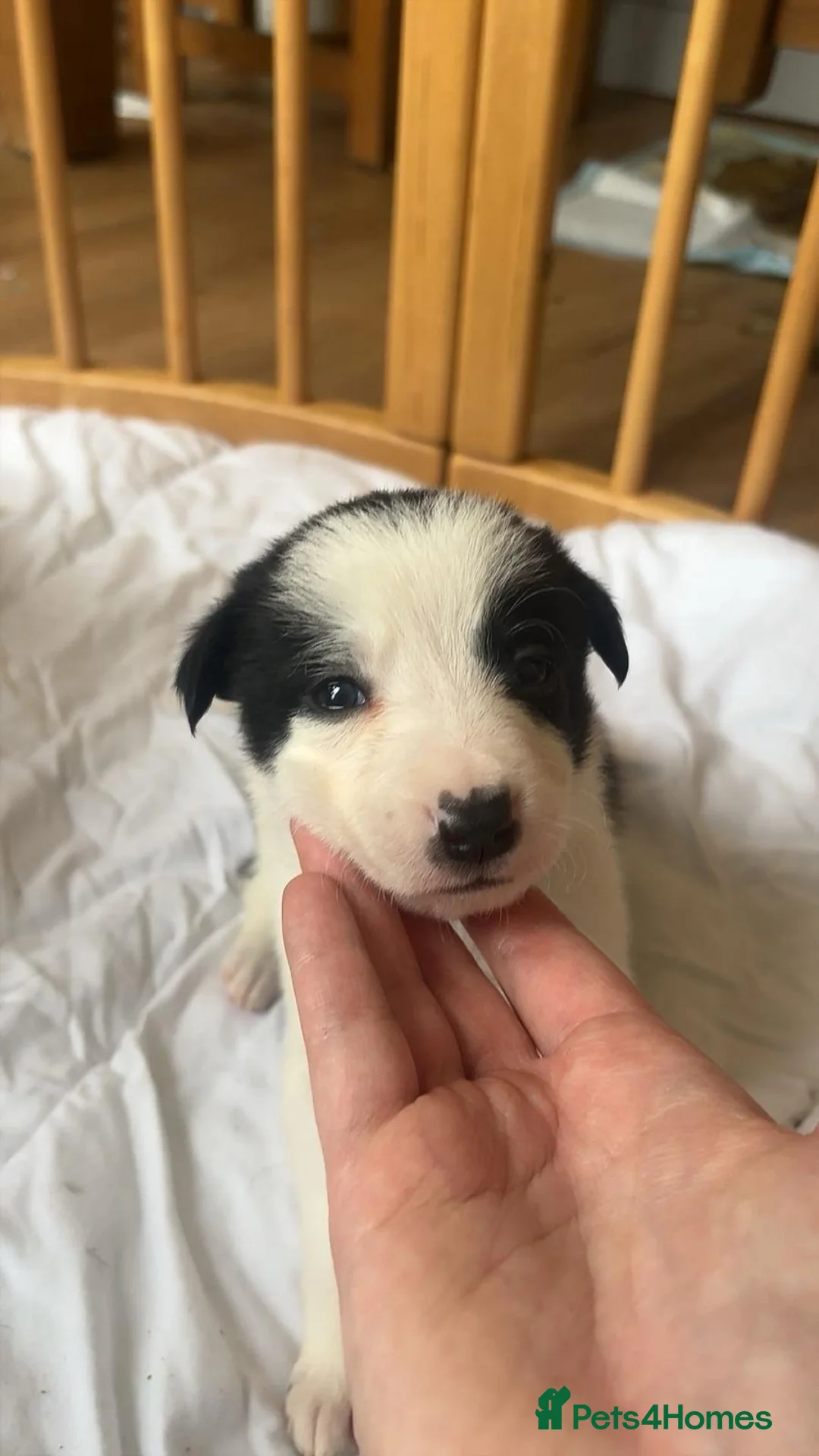 Border Collie dogs for sale: ✨ Last remaining border collie puppy ✨ - Advert 19