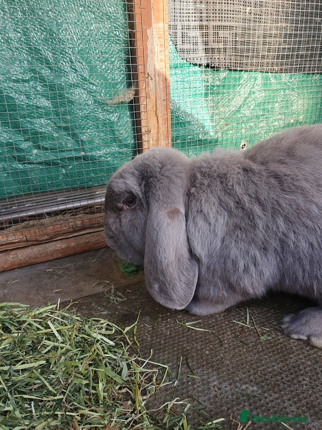 Mini Lop rabbits for sale: Spayed and neutered rabbits for adoption  - Advert 14