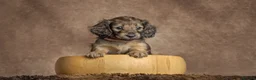 Miniature Dachshund dogs for sale: Miniature Long haired Dachshunds - Shaded Cream in Swindon - Advert 11
