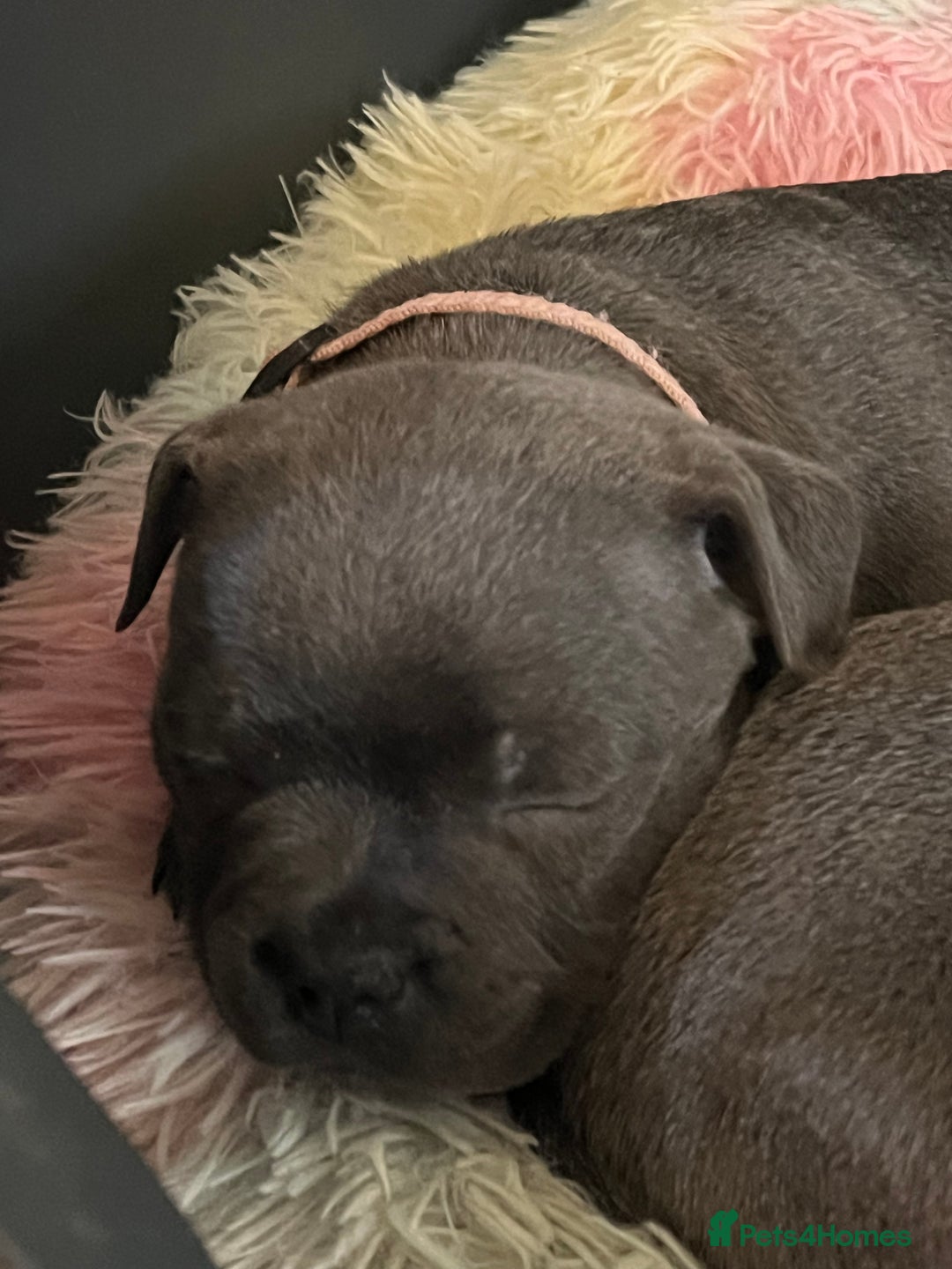 Staffordshire Bull Terrier dogs for sale: One girl KC and DNA health tested  - Advert 9