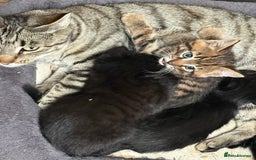 Mixed Breed cats for sale: Beautiful Bengal X kittens - Image 5