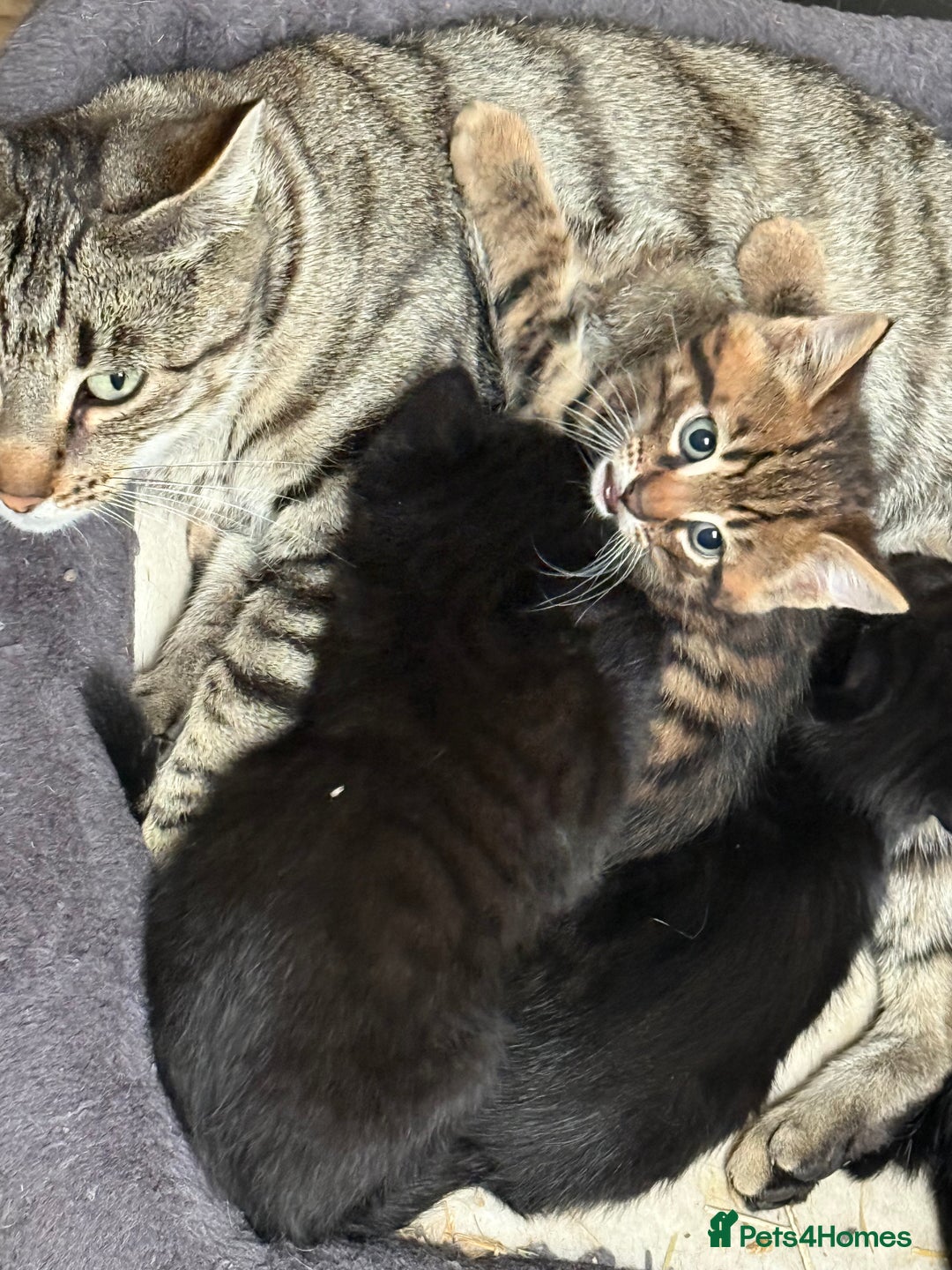 Mixed Breed cats for sale: Beautiful Bengal X kittens - Image 5
