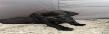 Soot