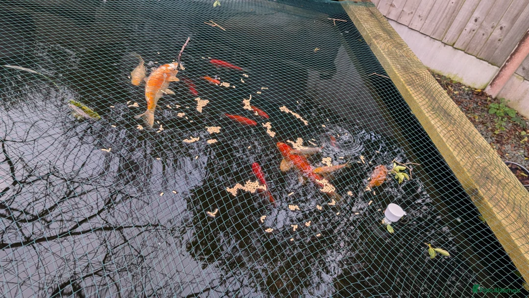 Koi Carp fish for sale: Koi & Goldfish - Advert 4