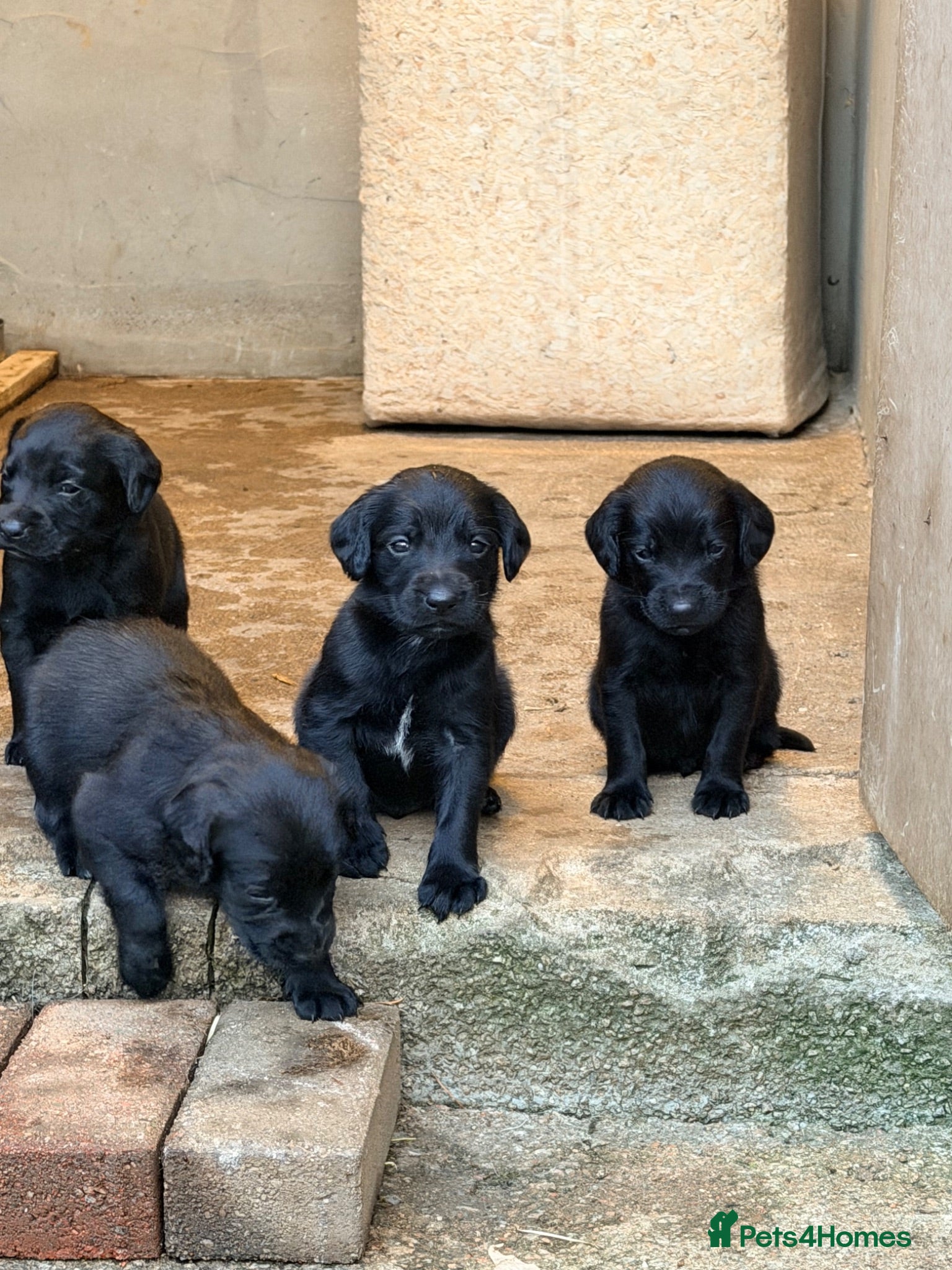 Springador dogs Springador Puppies - Advert 9