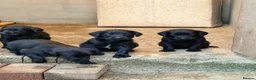 Springador dogs for sale: Springador Puppies - Advert 4