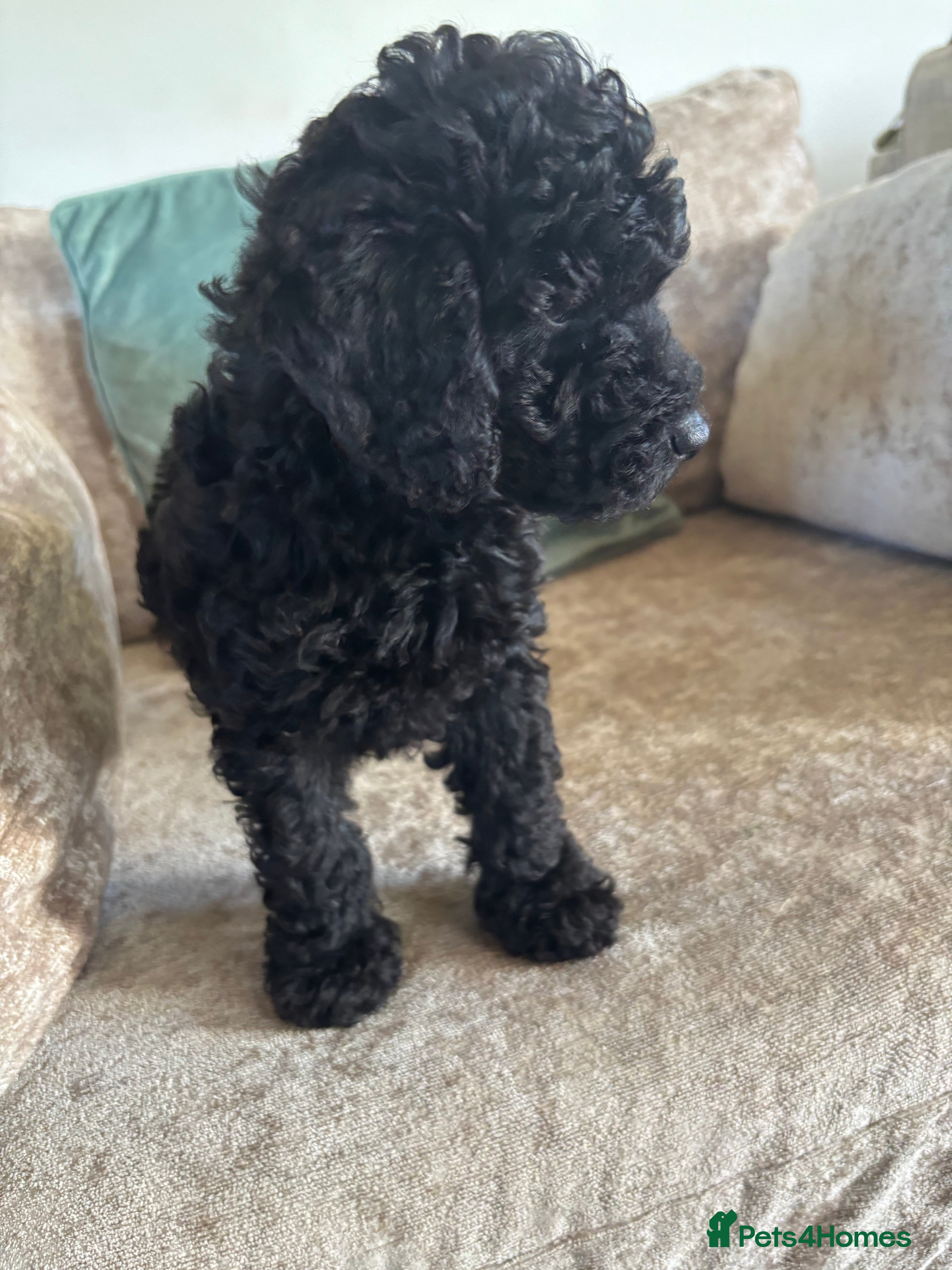 Sproodle dogs Gorgeous Sproodle F1b puppies - Advert 4