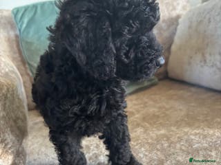 Sproodle dogs Gorgeous Sproodle F1b puppies - Advert 2