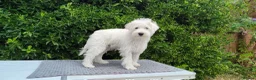 Miniature Schnauzer dogs for sale: *2 left* KC Reg White Miniature Schnauzer Puppies - Advert 8