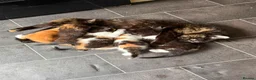 Mixed Breed cats for sale: 5 Beautiful kittens for sale £100 - Advert 25