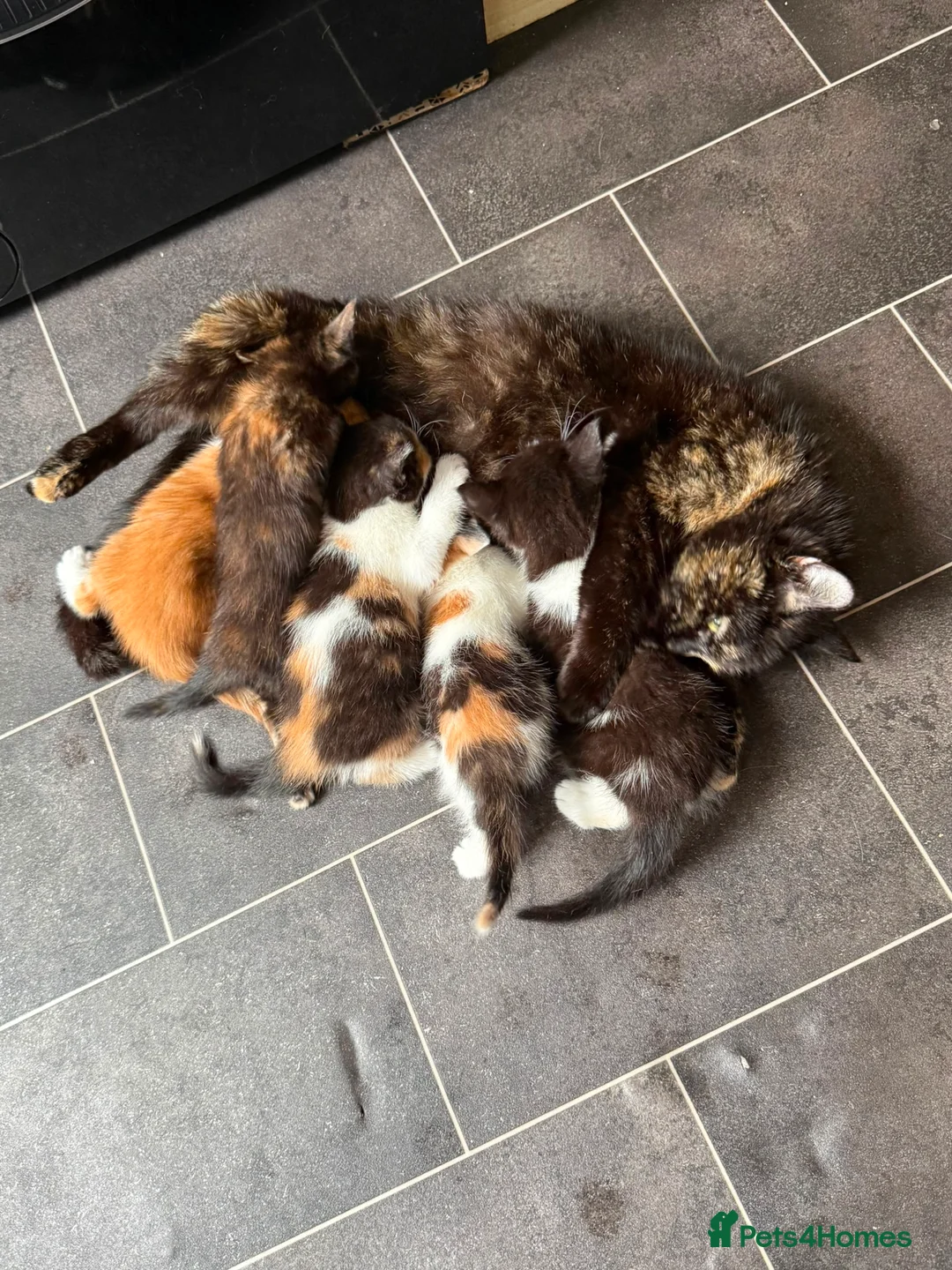 Mixed Breed cats for sale: 5 Beautiful kittens for sale £100 - Advert 25