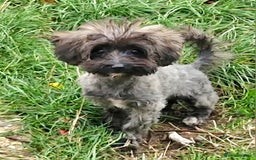 Maltipoo dogs for sale: Very Small Maltipoo Girl Puppy - Image 2