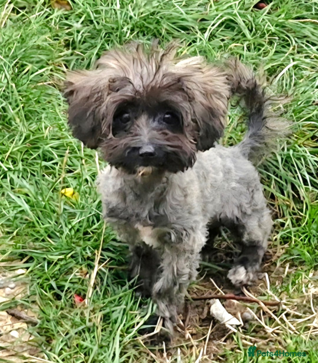 Maltipoo dogs for sale: Very Small Maltipoo Girl Puppy - Image 2