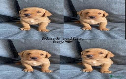 Labrador Retriever dogs for sale: Labrador Retriever Fox Red KC Registered  - Image 5