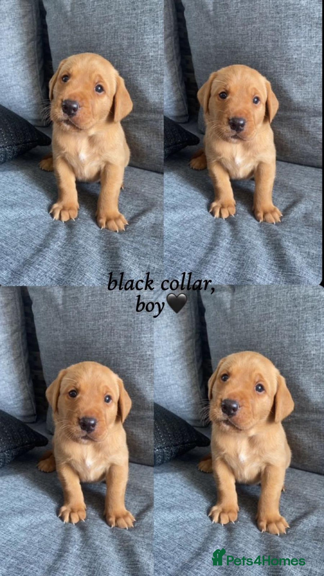 Labrador Retriever dogs for sale: Labrador Retriever Fox Red KC Registered  - Image 5