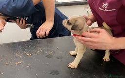 Pug dogs for sale: PUG PUPPIES - Image 4