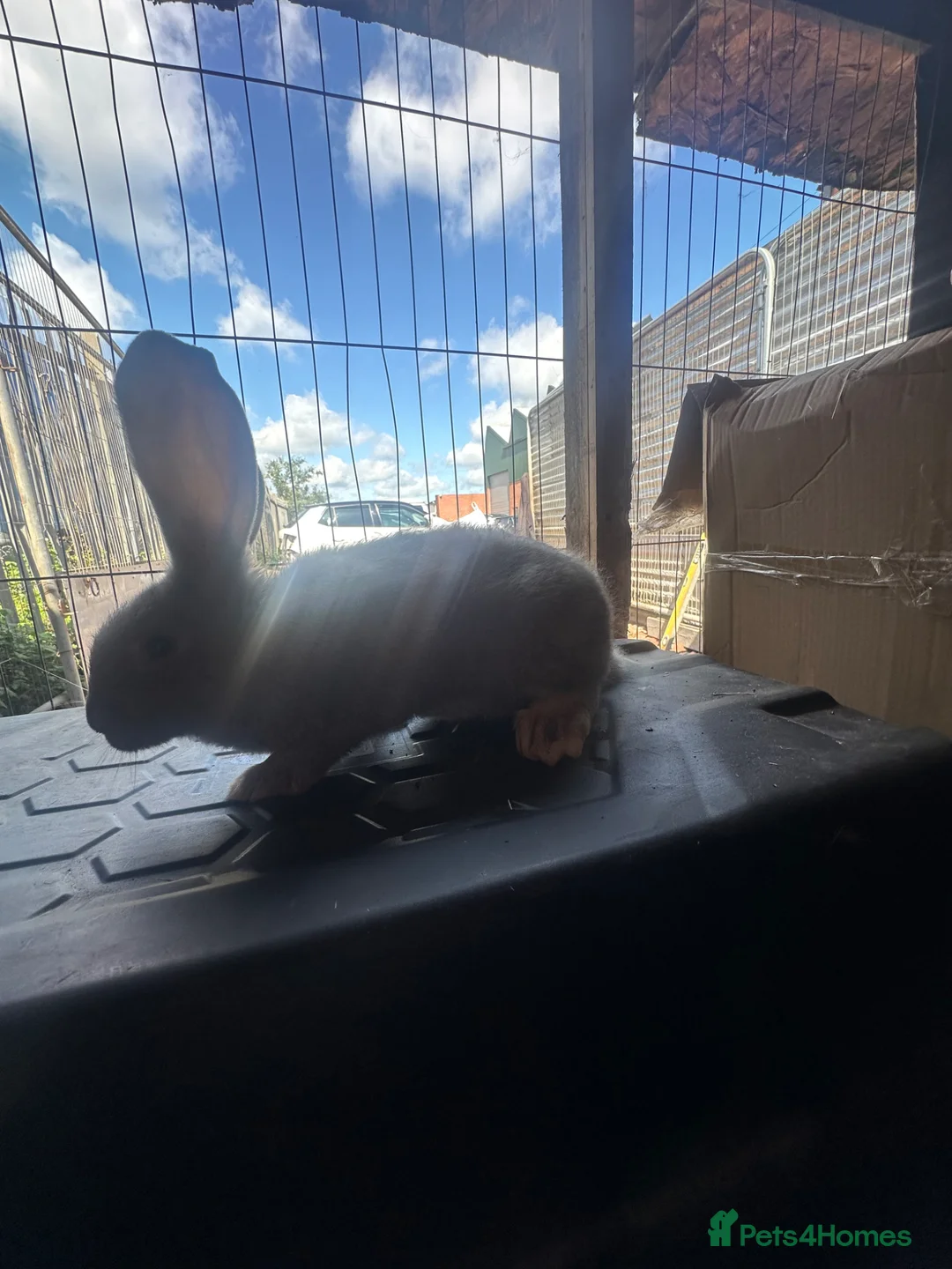 Continental Giant rabbits for sale: 5 Girl Continetal Giant - Advert 28