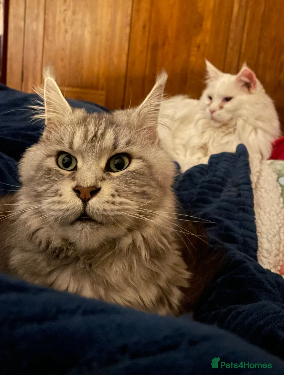 Maine Coon cats for sale: GCCF female maine coon seeks new home  - Advert 2