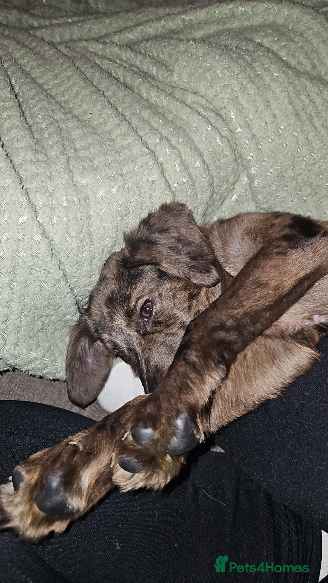 Mixed Breed dogs for sale: Sprocker Spaniel x Bull Lurcher - Advert 5