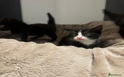British Longhair cats for sale: 6 Super Friendly British Long Haired Kittens - Image 4