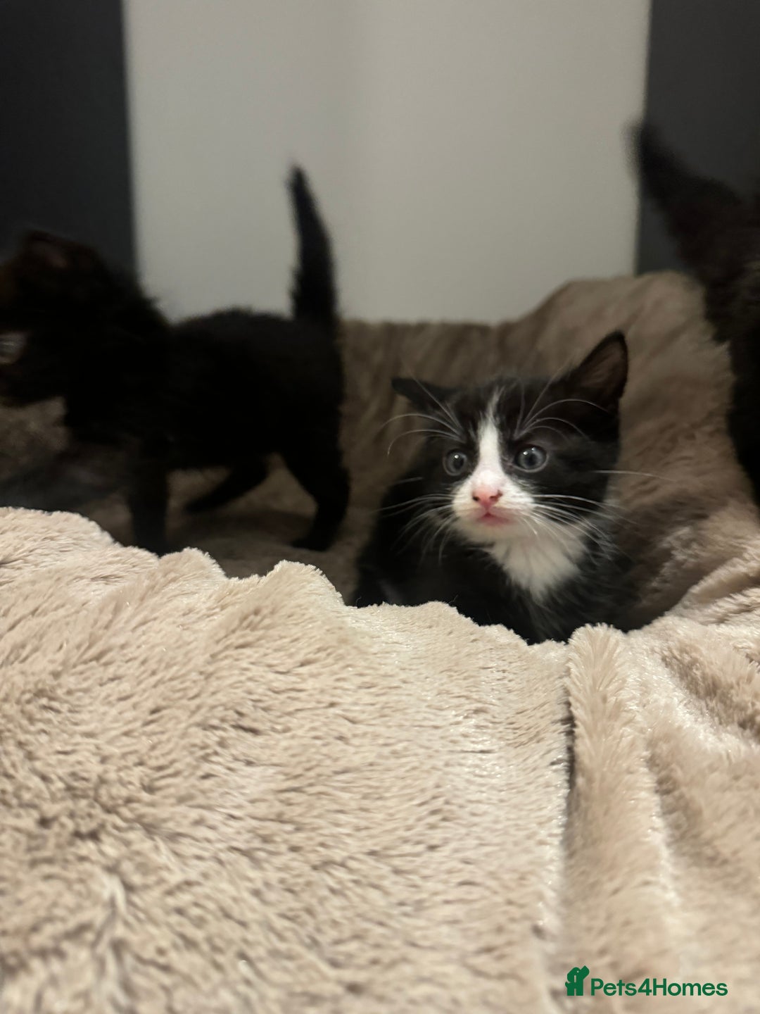 British Longhair cats for sale: 6 Super Friendly British Long Haired Kittens - Image 4
