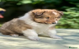 Shetland Sheepdog dogs for sale: Shetland Sheepdog/Sheltie puppy - Image 8