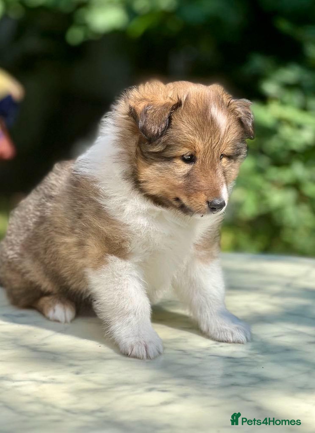 Shetland Sheepdog dogs for sale: Shetland Sheepdog/Sheltie puppy - Image 8