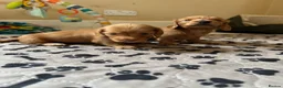 Miniature Dachshund dogs for sale: Kc Reg, Health Tested, IVDD Screened Mum  - Advert 6