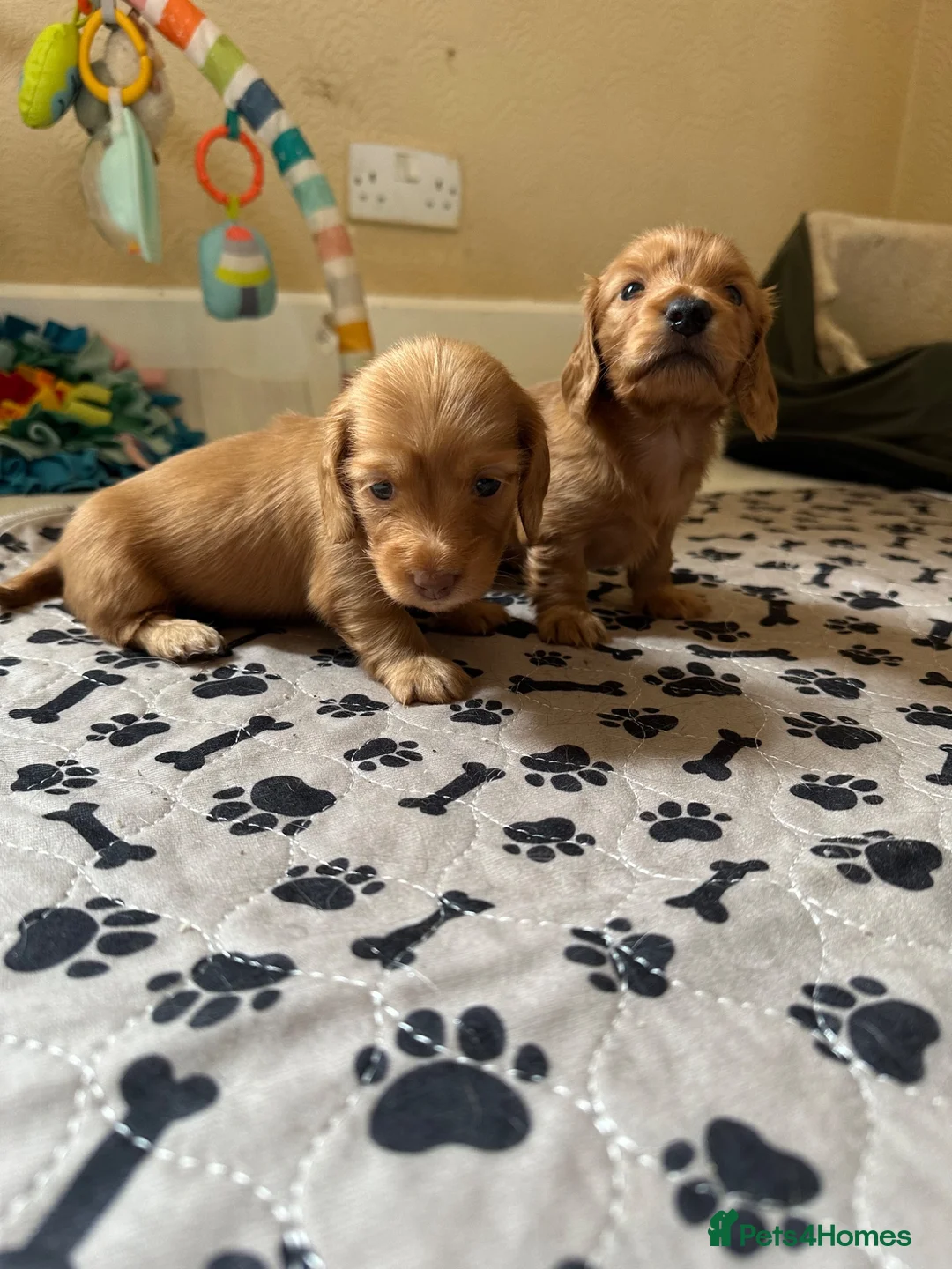 Miniature Dachshund dogs for sale: Kc Reg, Health Tested, IVDD Screened Mum  - Advert 6