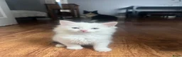 Mixed Breed cats for sale: Gorgeous fluffballs looking for loving homes - Advert 2