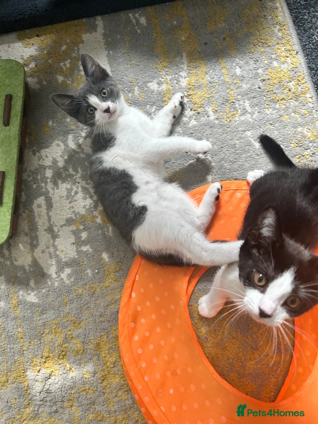 Mixed Breed cats for sale: 2 Beautiful female kittens ready to be rehomed  in Glasgow - Advert 2