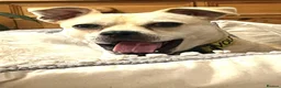 Mixed Breed dogs for adoption: Cute Jamala needs a new home! - Advert 2